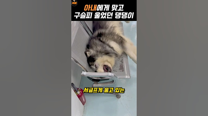 아내가 무서웠던 남편 댕댕이