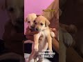 4 குட்டி dog adoption வந்திருக்கு🐶🐶 #kanyakumaridoglover #care #rescue #adoption #pets