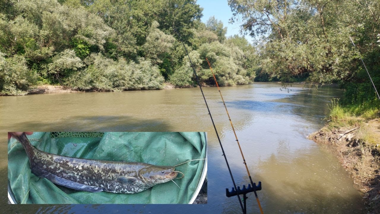 Prima pescuiala la Prut din vara 2025 !