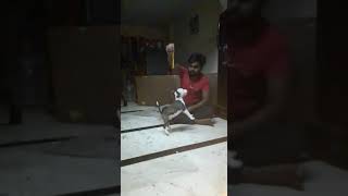Apbt Dog Puppy Training In Delhi