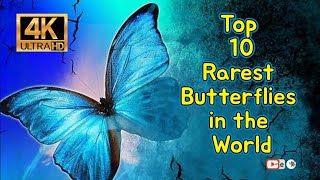 Top 10 Rarest Butterflies in the World 4K