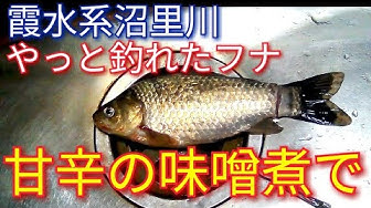 マブナ Youtube マブナ Youtube