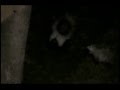 Skunk sprays opossum during fight