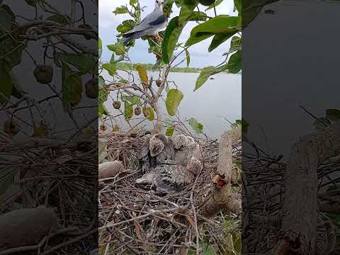 لحظة نادرة صقر يعتني بفراخه الصغيرة 