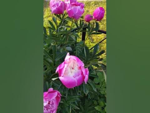 Піони - YouTube