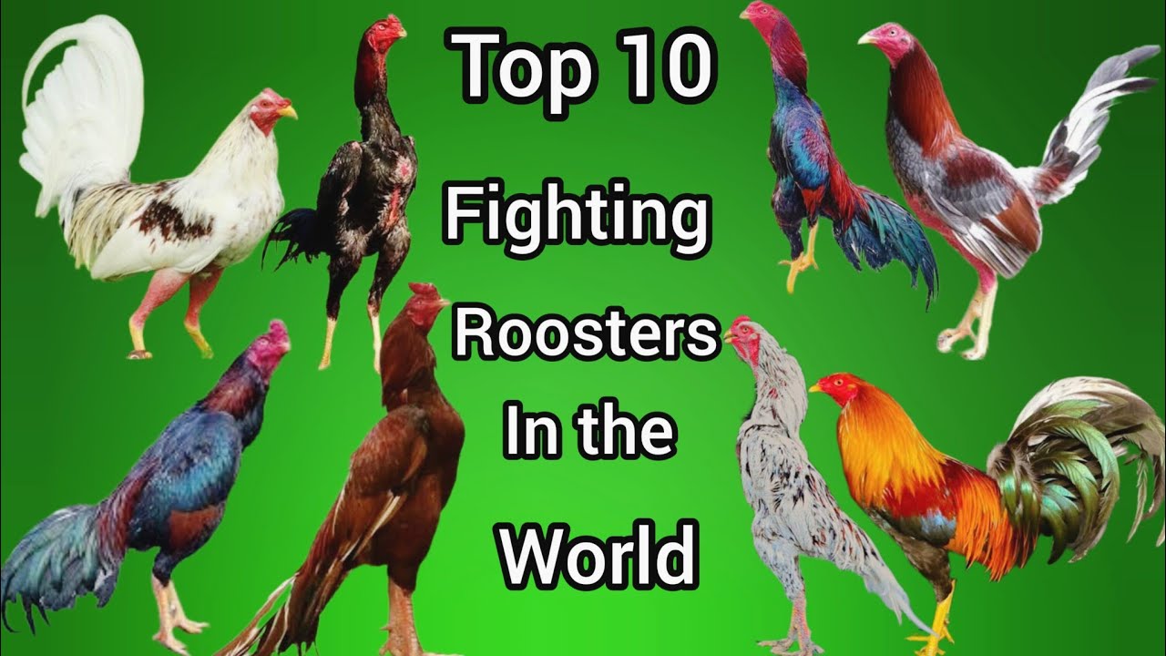 Top 10 gamefowl roosters in the world | top roosters in fighting world 