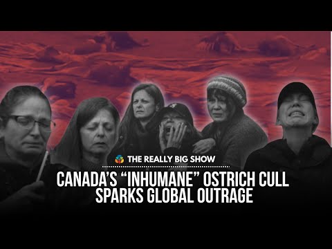 Canada S Inhumane Ostrich Cull Sparks Global Outrage 