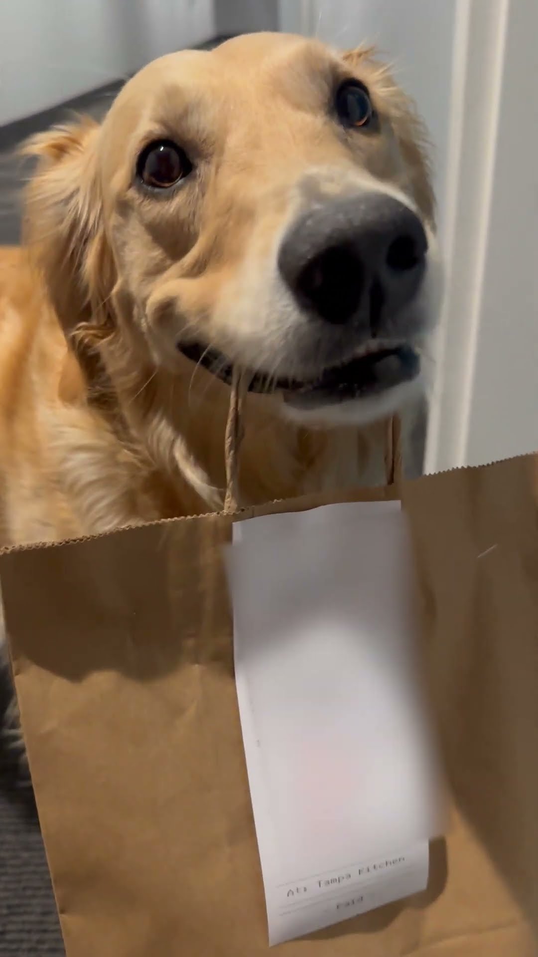 Dog's Teeth Chatter While Holding Takeout Food || ViralHog