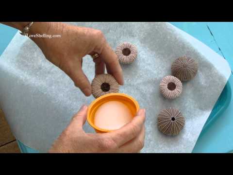 How To Clean Sea Urchins Youtube
