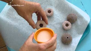 How To Clean Sea Urchins