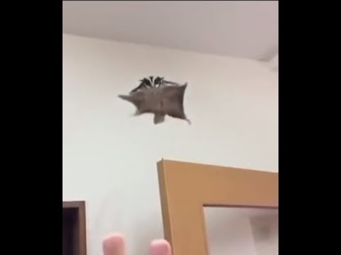 動物 モモンガが滑空するだけの動画 まとめ Suger Glider Youtube