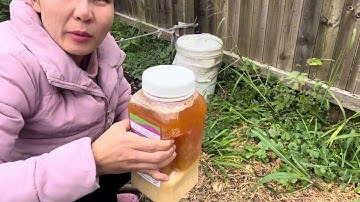 Cách làm men vi sinh EM1 để khử mùi rát thải thành đất trồng và ủ phân cá thành phân tưới cây trồng