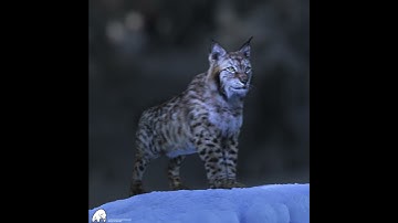 Lynx 3D model turntable