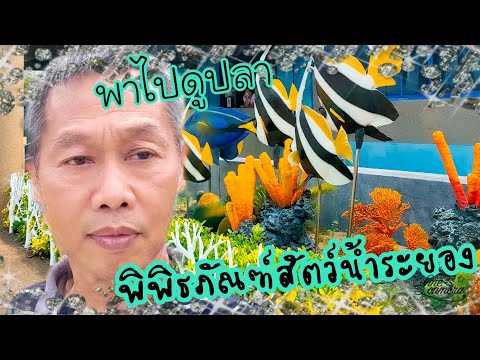 พิพิธภัณฑ์สัตว์น้ำระยอง Rayong Aquarium by krit lifestyle