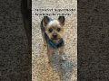Bear got groomed today, he’s looking so cute. #yorkie #dogs #yorkiesofyoutube #dogsofyoutube
