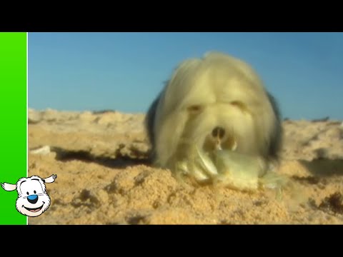 Samson & Gert - S.O.S.