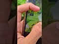 I phone 8 Camera Test video #iphone #apple #iPhone8 #camera #photography #shorts #shortvideo #video