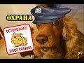 Сторожевой спаниель Сёма, дрессировка охрана дома.