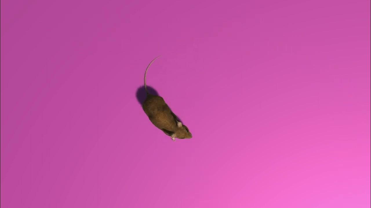 Game for Cats on Screen Mouse Running on Screen for Cats YouTube