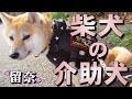 【柴犬の介助犬】留奈ちゃんが介助犬になるまでの話