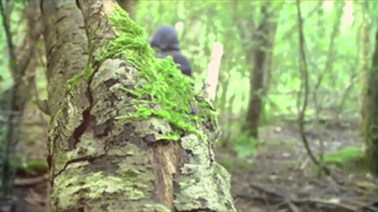 Wizards Tell Lies 'The Occurrence'