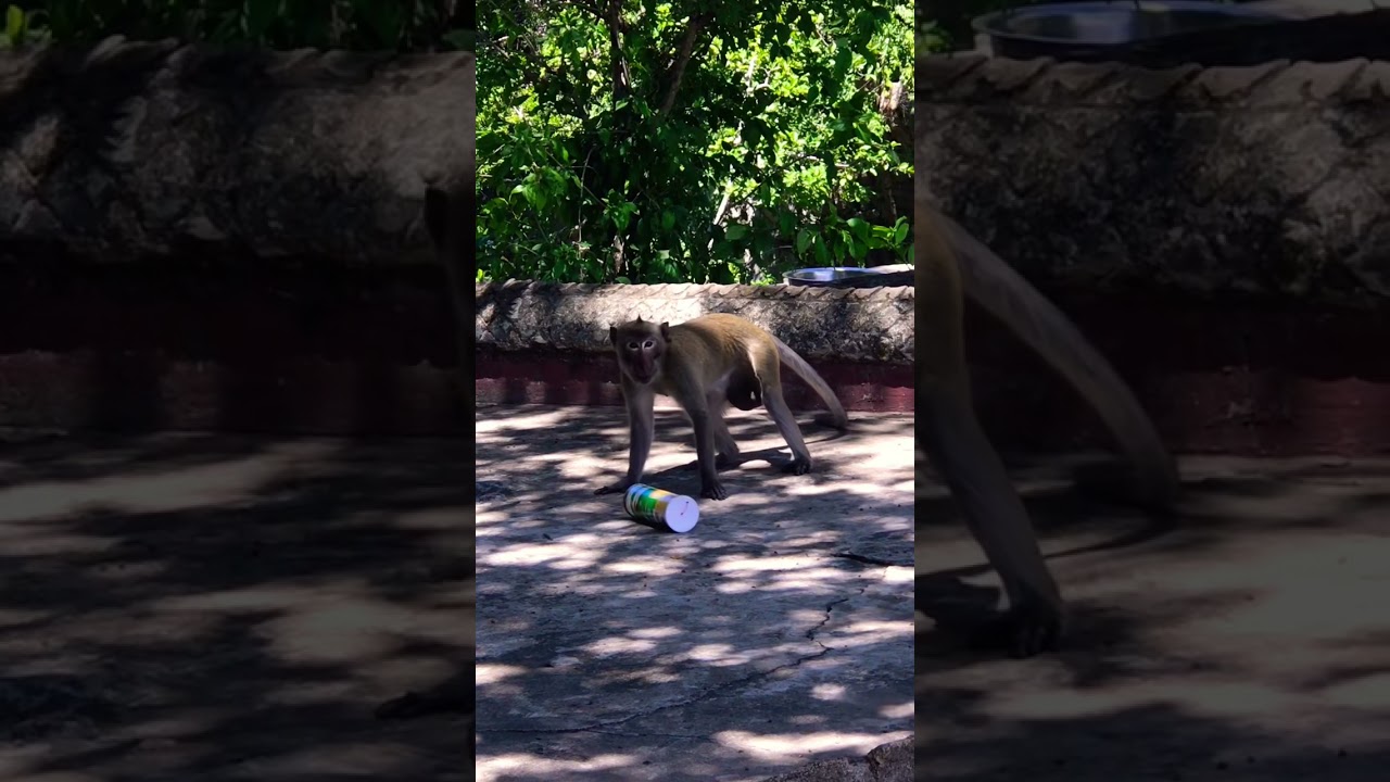 Funny video Monkey eat potato crisps 