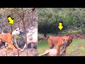 Cuando el Tigre ataca a una Vaca, Tigre cazando vaca, Tigre vs vaca