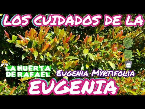 Video: Información sobre las plantas de Eugenia: cuidado de las plantas de Eugenia en interiores y exteriores