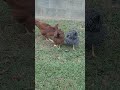 Chickens eating apples and bird seeds. Chicken butts. #chicklife #chicken