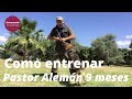 Pastor alemn consejos para conectar con el