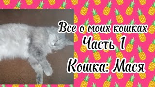 ~все о моих кошках! часть 1) Кошка в видео: Мася~
