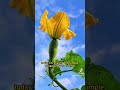 ginger medicine #ginger #trendingshorts #agriculture #helpthemfoundation #africa #iran