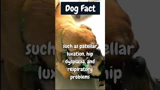 Adorable Chug Facts!  #dogfacts #shorts #dogshorts #chihuahua #pug