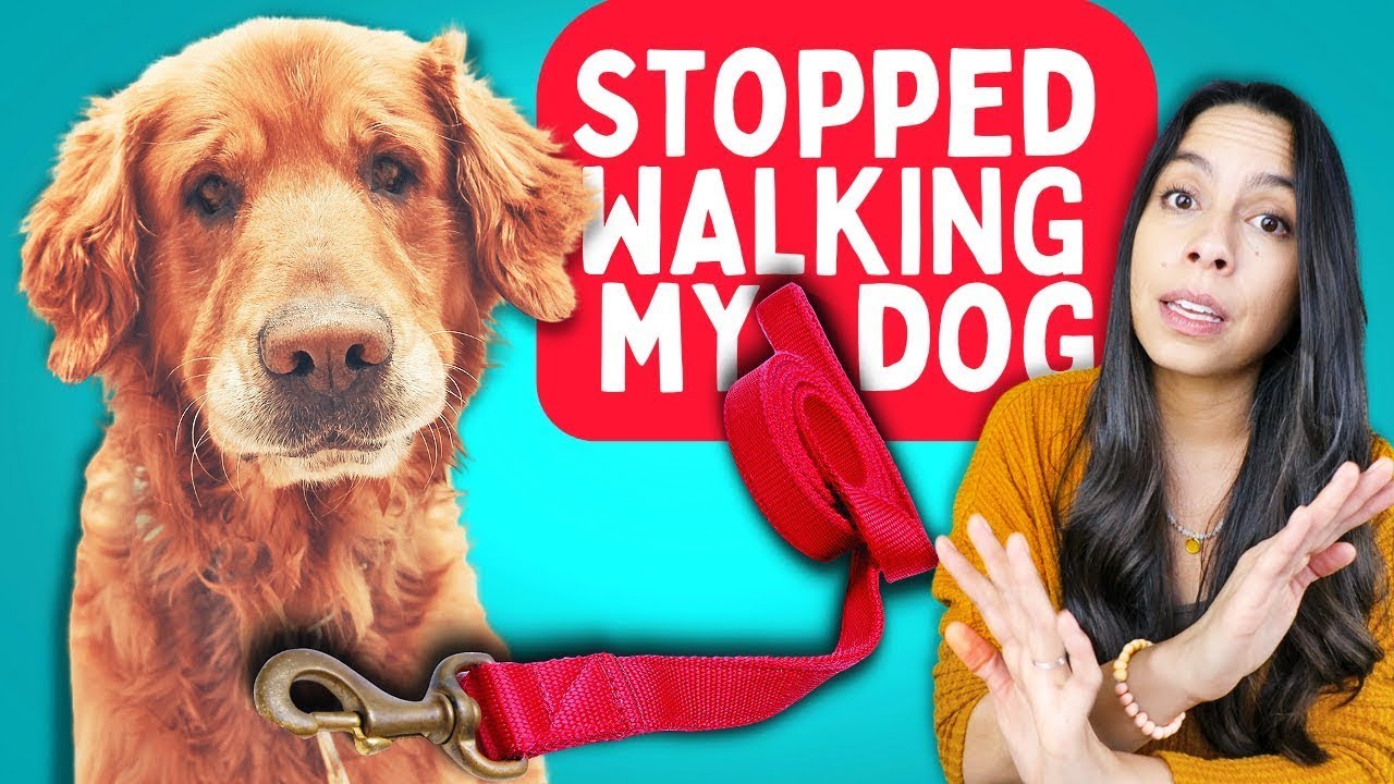 Leash Pulling SOLVE that NOBODY talks about 🤯! YouTube