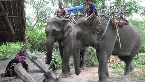 Độc Đáo Lễ Cúng Sức Khỏe Cho Voi ở Bản Đôn - Việt Nam