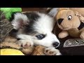 Puppy adorably chows down on tasty treat