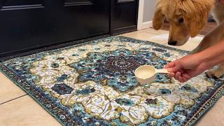 Washable Dog Pee Pads That Actually Work