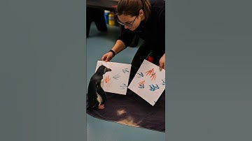 This Penguin Can Paint 🐧