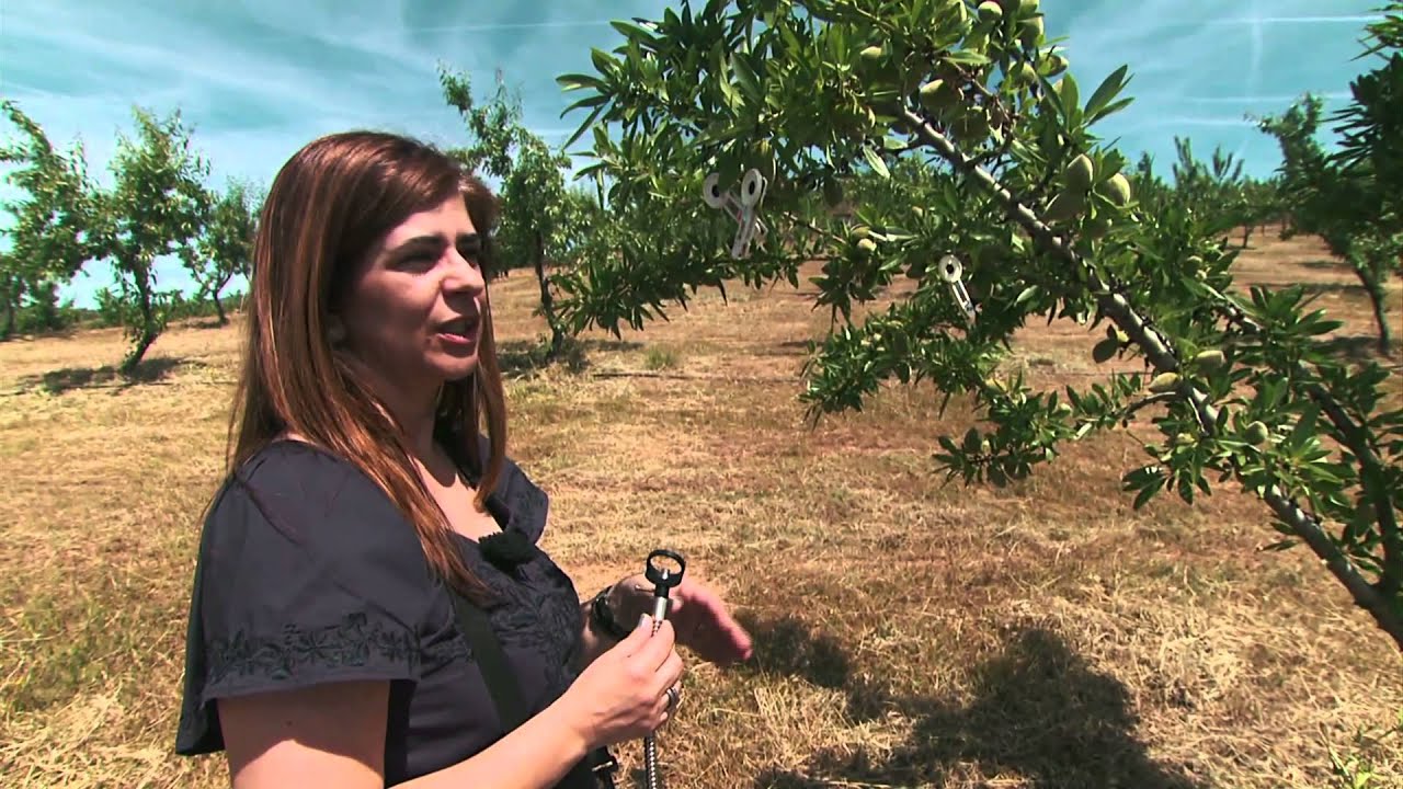 Amêndoa Douro: O saber da cultura transmontana