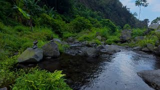 River Sounds | Sleep Sounds 12 Hours of Flowing River &amp; ASMR Water for Deep Sleep [No Talking]