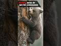 Cuidemos el Reino Animal #animales #animalessalvajes