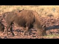 El libro rojo, Especies amenazadas - Bisonte, el monarca de la pradera (11/03/2014)