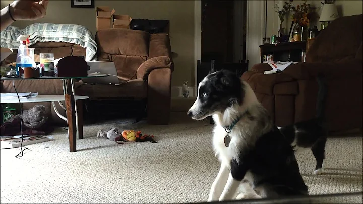 My Border Collie's Training Progress