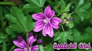 موعد زراعة  نبات  الخطمية او الخطمى (الختمية او الختمى) لثياروزا althea  rosea اجمل  نباتات الزينة