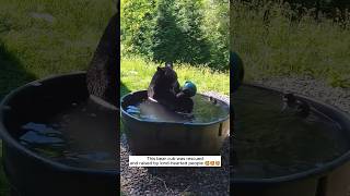 This bear cub was rescued and raised by kind-hearted people #shorts