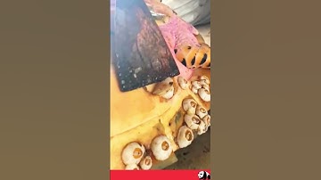 Living in China №4 The process of cleaning turtle shells from barnacles