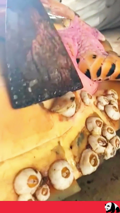 Download lagu Living in China №4 The process of cleaning turtle shells from barnacles