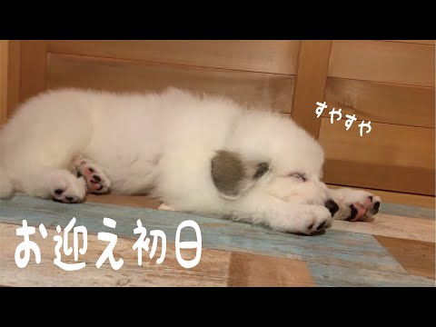 【お迎え初日】うちの子デビュー　いきなりリラックスモードの超大型犬の子犬がかわいい　｜グレートピレニーズ