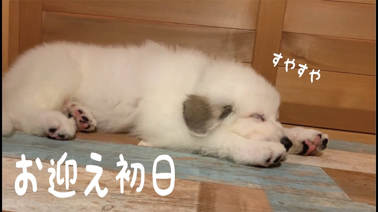 お迎え初日】うちの子デビュー いきなりリラックスモードの超大型犬の