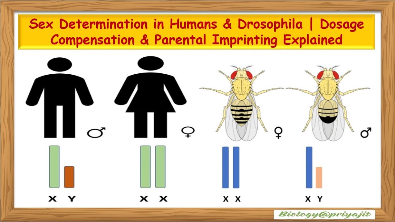 Sex Determination in Humans & Drosophila | Dosage Compensation ...